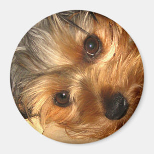 Imã York Eyes Magnet