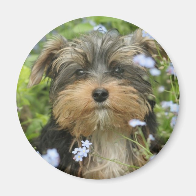 Imã York Terrier Magnet (Frente)