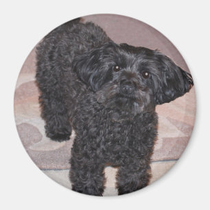 Imã Yorkie inquisidor Poo