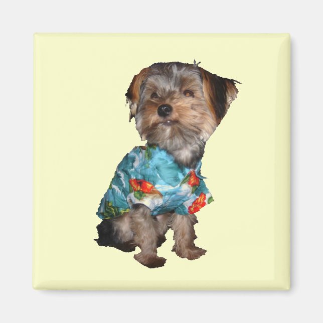 Imã Yorkie Magnet (Frente)