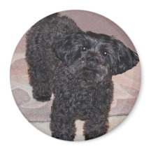 Yorkie Poo inquisitivo