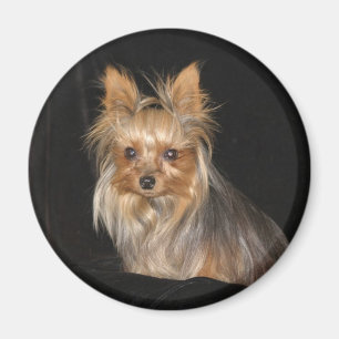 Imã Yorkies