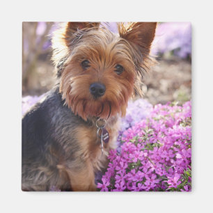 Imã Yorkshire Terrier