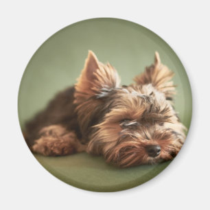 Imã Yorkshire terrier