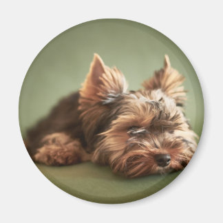 Imã Yorkshire Terrier