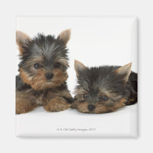 Imã Yorkshire terrier