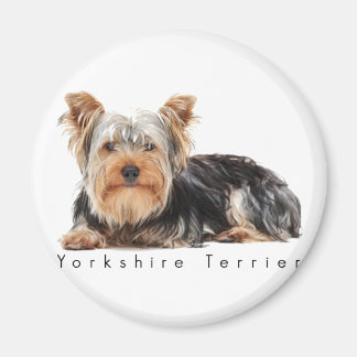 Imã Yorkshire terrier