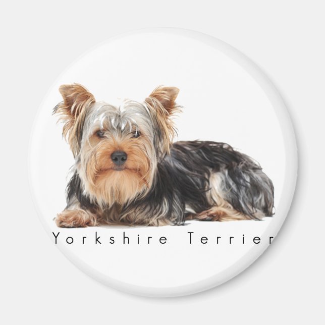 Imã Yorkshire terrier (Frente)