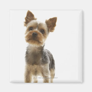 Imã Yorkshire terrier