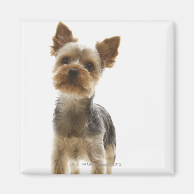 Imã Yorkshire Terrier (Frente)