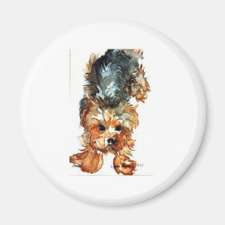 imã - Yorkshire Terrier