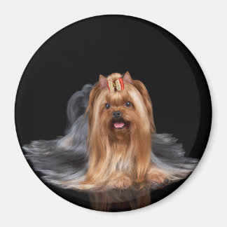 Imã Yorkshire Terrier a preto