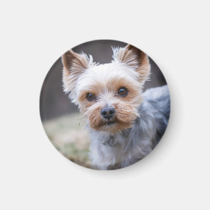 Imã Yorkshire terrier, Cachorro, Pet