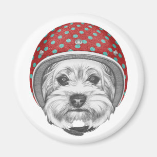 Imã Yorkshire Terrier Daredevil