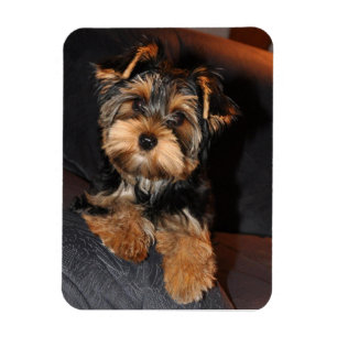 Ímã Yorkshire Terrier Dog