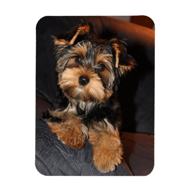 Ímã Yorkshire Terrier Dog (Vertical)