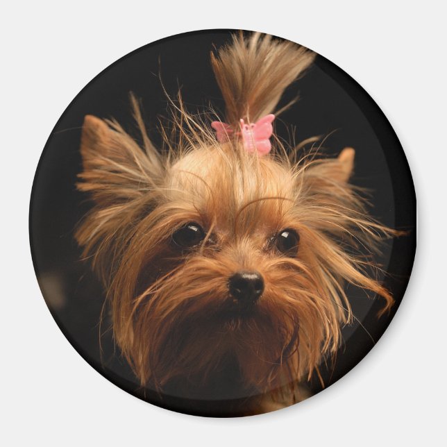 Imã Yorkshire Terrier Magnet (Frente)