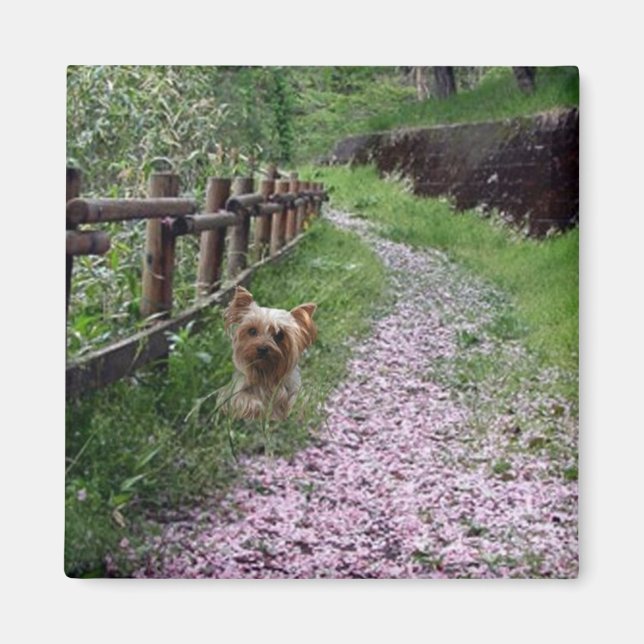 Imã Yorkshire Terrier Magnet (Frente)