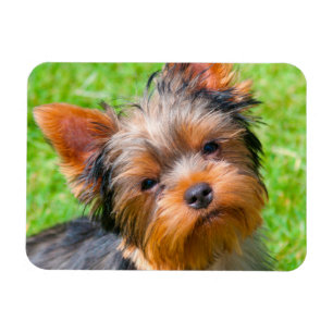 Ímã Yorkshire Terrier olhando para cima