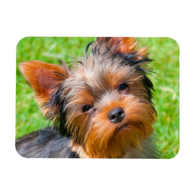 Ímã Yorkshire Terrier olhando para cima (Horizontal)