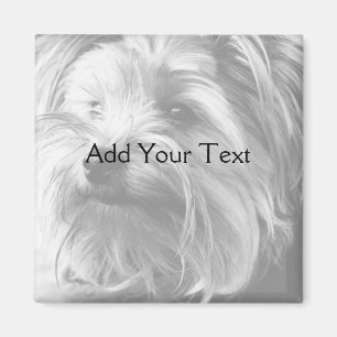 Imã Yorkshire terrier preto e branco Yorkie