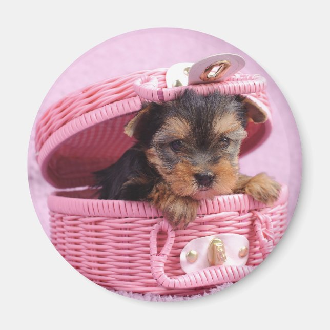 Imã Yorkshire terrier puppy (Frente)