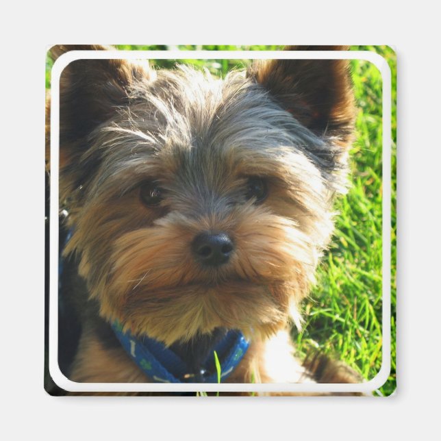 Imã Yorkshire Terrier Square Magnet (Frente)