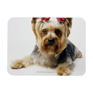 Ímã Yorkshire terrier vestindo arcos vermelhos