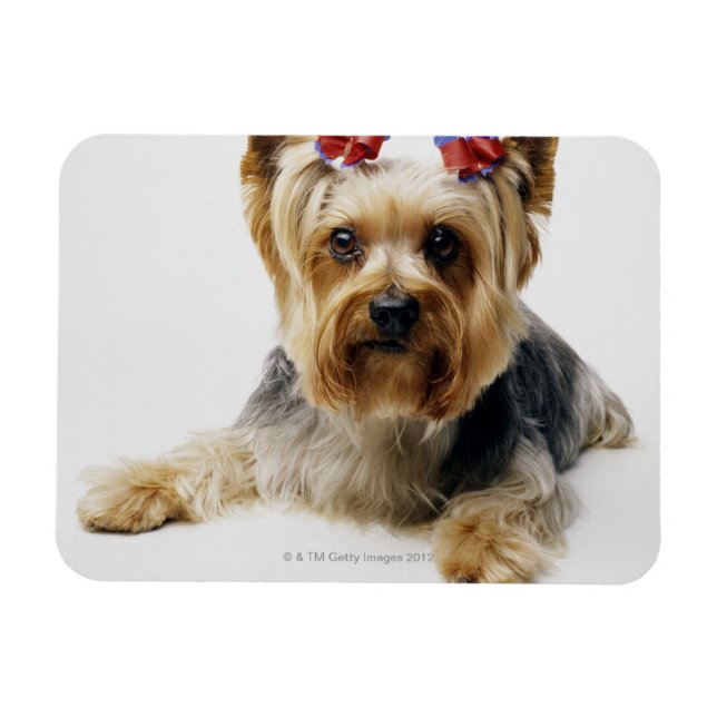 Ímã Yorkshire terrier vestindo arcos vermelhos (Horizontal)
