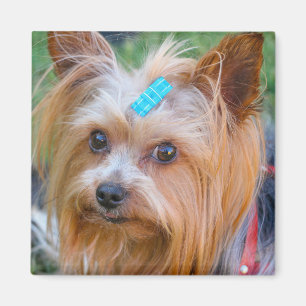 Imã Yorkshire Terrier Yorkie Breve favorita 