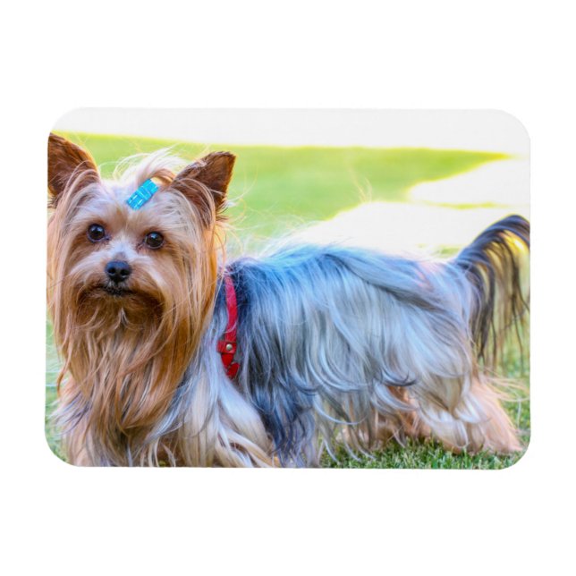 Ímã Yorkshire Terrier Yorkie Breve favorita (Horizontal)