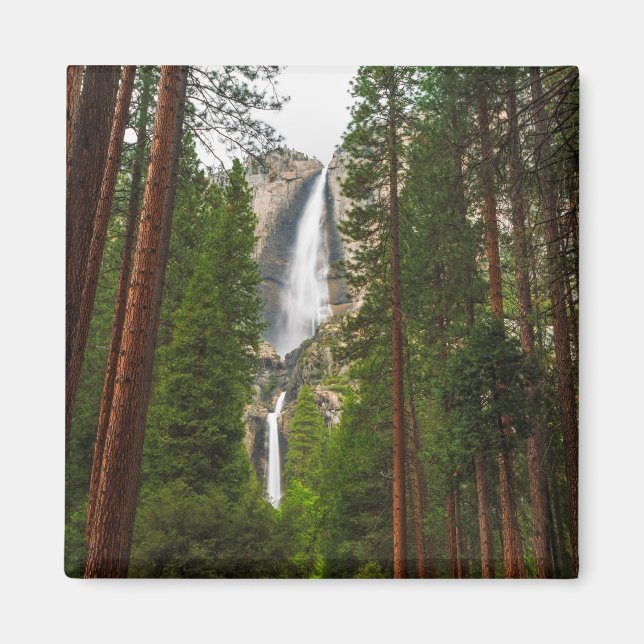 Imã Yosemite Falls através da Floresta (Frente)