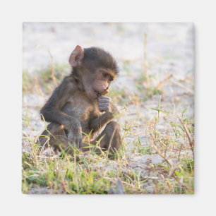 Imã Young Baboon