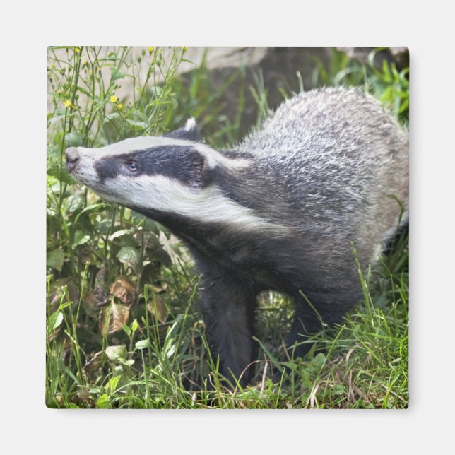 Imã Young Badger Magnet (Frente)