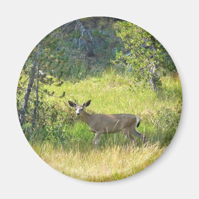 Imã Young Buck em Yosemite, CA (Frente)