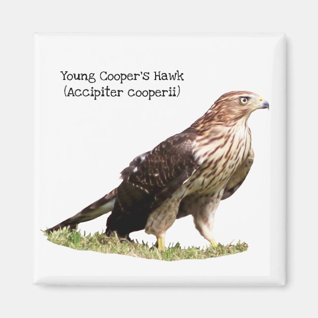Imã Young Cooper's Hawk (Frente)