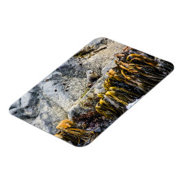 Ímã Young Fur Seal On The Rock