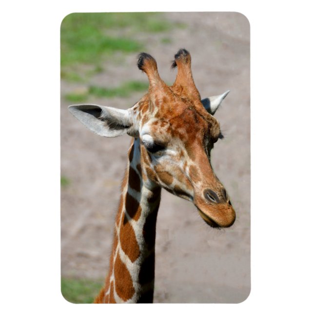 Ímã Young Giraffe (Vertical)