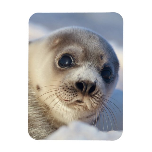 Ímã Young Harp Seal (Vertical)