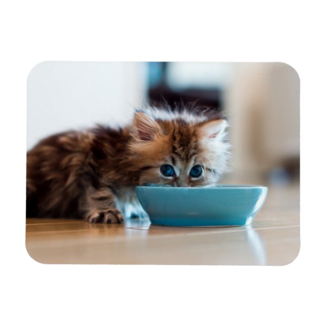 Ímã Young Persian Kitten (Horizontal)