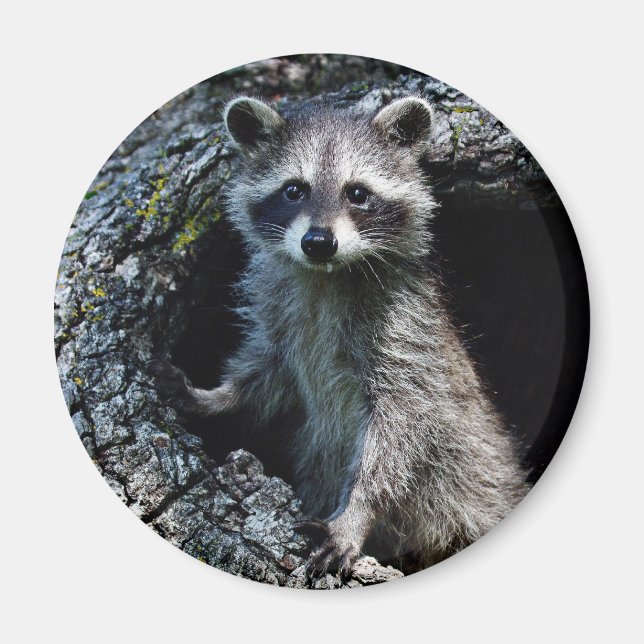 Imã Young Raccoon (Frente)