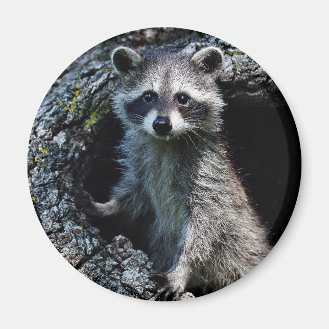 Imã Young Raccoon (Frente)