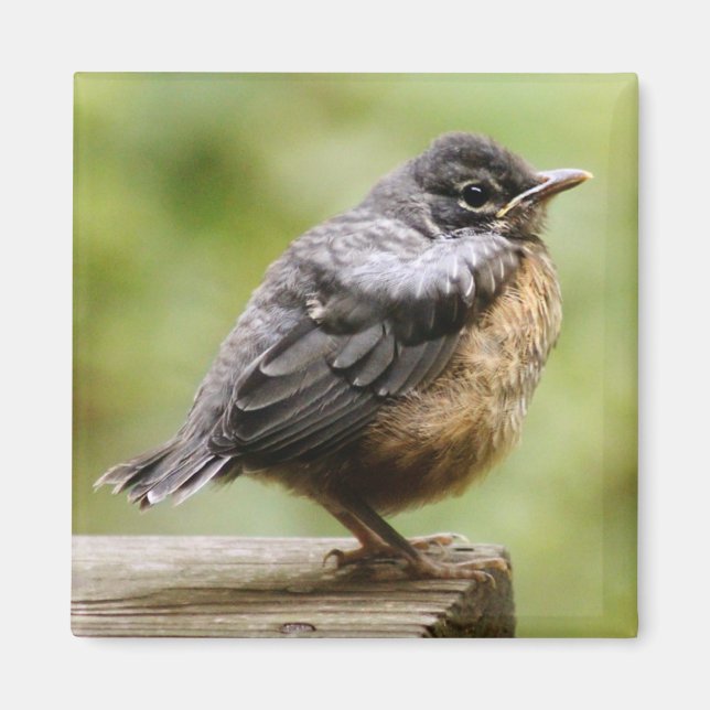 Imã Young Robin (Frente)