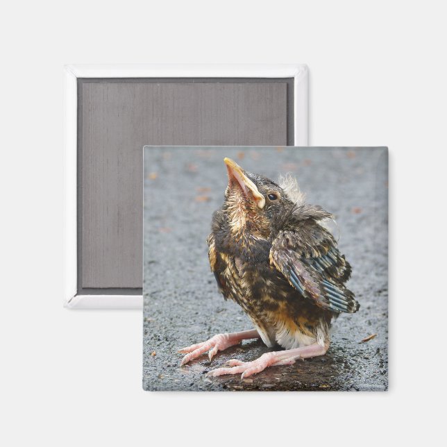 Imã Young Robin Magnet (Front/Back)