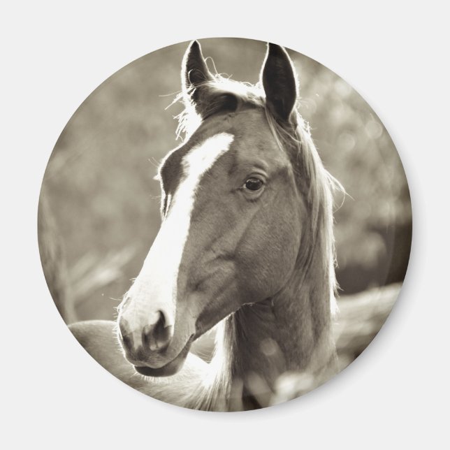 Imã Young Stallion (Frente)