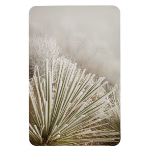 Ímã Yucca Coberta de Geada no Inverno
