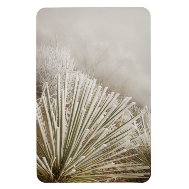 Ímã Yucca Coberta de Geada no Inverno (Vertical)