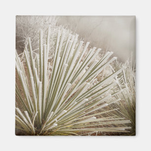 Imã Yucca Coberta de Geada no Inverno