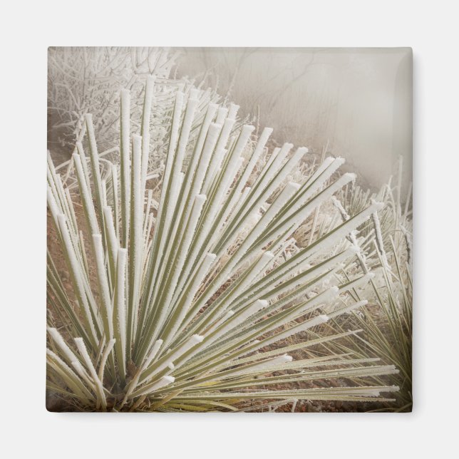 Imã Yucca Coberta de Geada no Inverno (Frente)