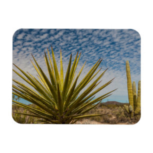 Ímã Yucca no Deserto, México